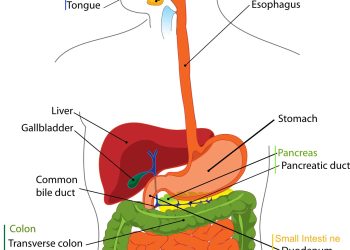 Cancerul colorectal, tot mai frecvent la adulții sub 50 de ani