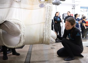 Încă patru beluga au ajuns la un acvariu din Chicago