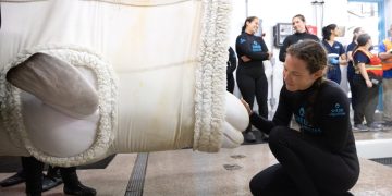 Încă patru beluga au ajuns la un acvariu din Chicago