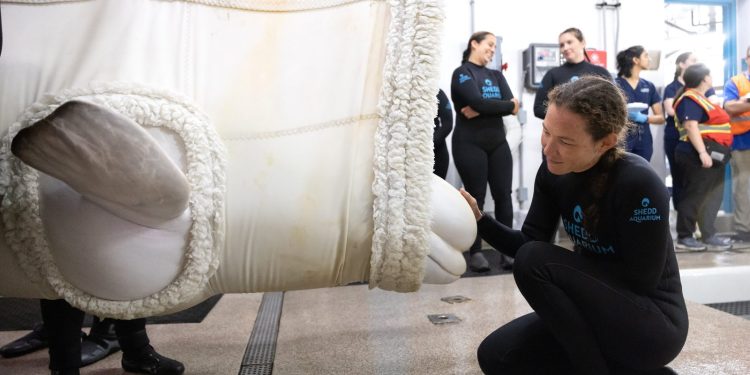 Încă patru beluga au ajuns la un acvariu din Chicago