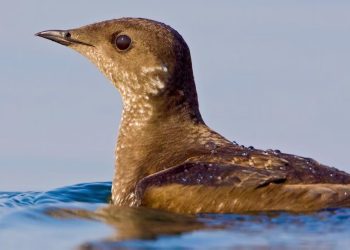 Primul cuib de alcă marmorată din Haida Gwaii, după 30 de ani