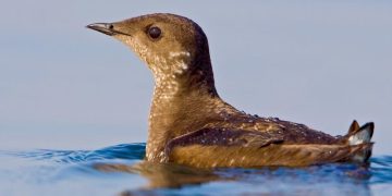 Primul cuib de alcă marmorată din Haida Gwaii, după 30 de ani