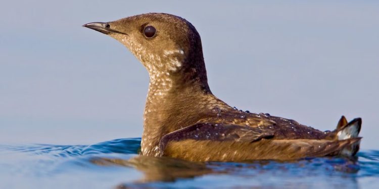 Primul cuib de alcă marmorată din Haida Gwaii, după 30 de ani