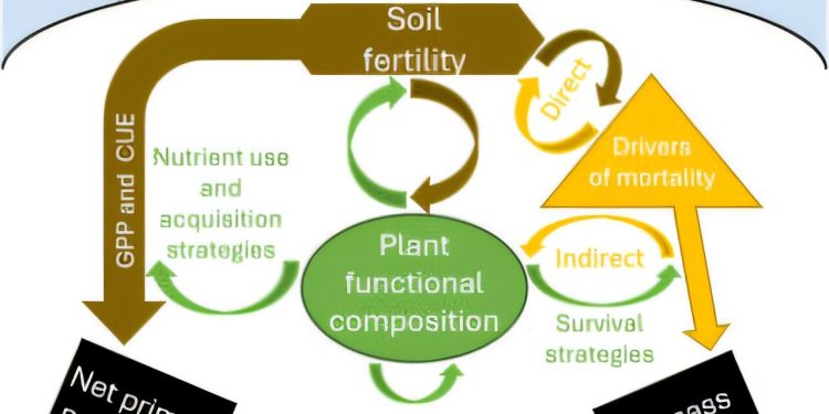 Fertilitatea solului rămâne o enigmă pentru pădurile tropicale