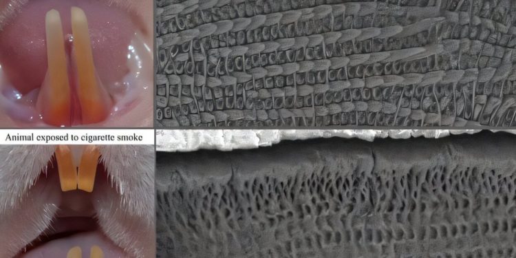 Fumatul pasiv timpuriu modifică smalțul dentar, arată un studiu pe șobolani