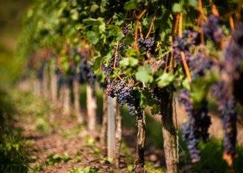Viticultori din Franța, Italia și Spania culeg strugurii în iulie, o premieră