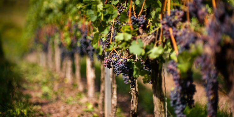 Viticultori din Franța, Italia și Spania culeg strugurii în iulie, o premieră